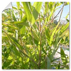 Bambu Pleioblastus juxianensis